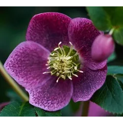 Čėras (eleboras) - Helleborus orientalis THE VIV COLLECTION BATISTA