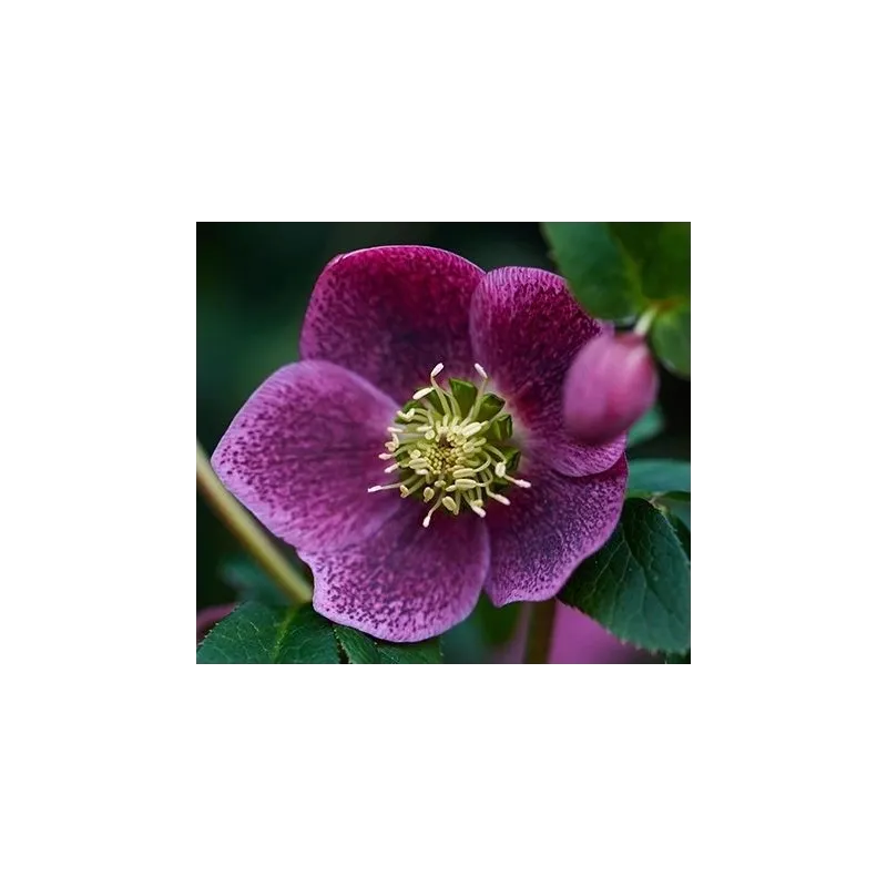 Čėras (eleboras) - Helleborus orientalis THE VIV COLLECTION BATISTA