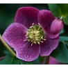 Helleborus orientalis THE VIV COLLECTION BATISTA