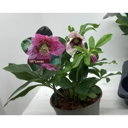 Helleborus orientalis THE VIV COLLECTION CELESTINA