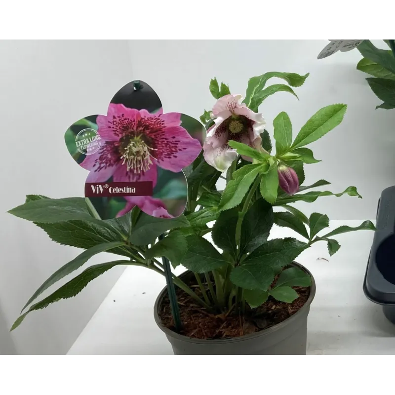 Čėras (eleboras) - Helleborus orientalis THE VIV COLLECTION CELESTINA