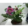Helleborus orientalis THE VIV COLLECTION CELESTINA