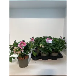 Helleborus orientalis THE VIV COLLECTION CELESTINA