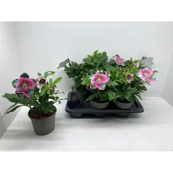 Helleborus orientalis THE VIV COLLECTION CELESTINA