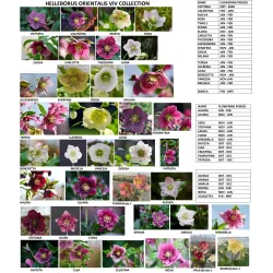 Čėras (eleboras) - Helleborus orientalis THE VIV COLLECTION ELOISA