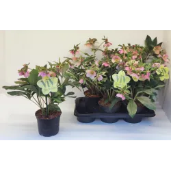 Helleborus orientalis THE VIV COLLECTION ALESSANDRA
