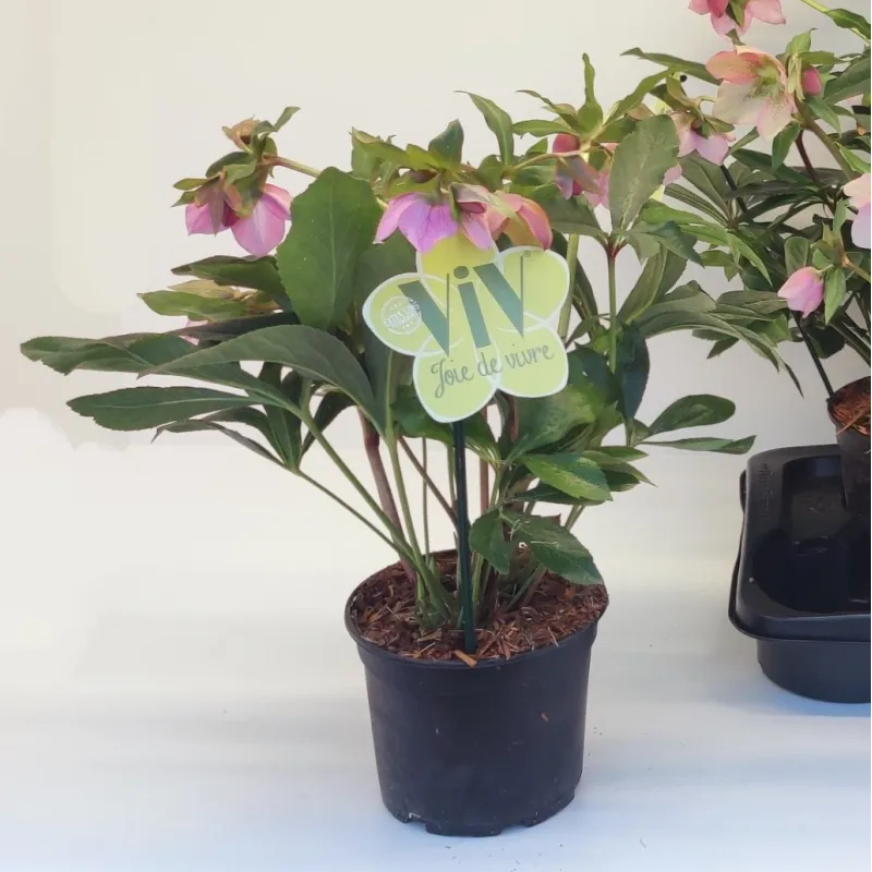 Helleborus orientalis THE VIV COLLECTION ALESSANDRA