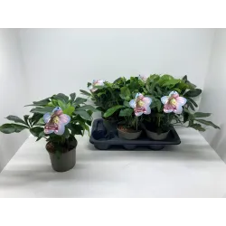 Helleborus orientalis THE VIV COLLECTION ALESSANDRA