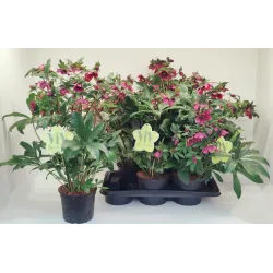 Helleborus orientalis THE VIV COLLECTION ELSA