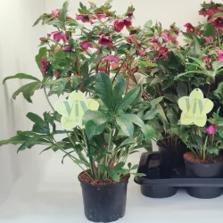 Helleborus orientalis THE VIV COLLECTION ELSA