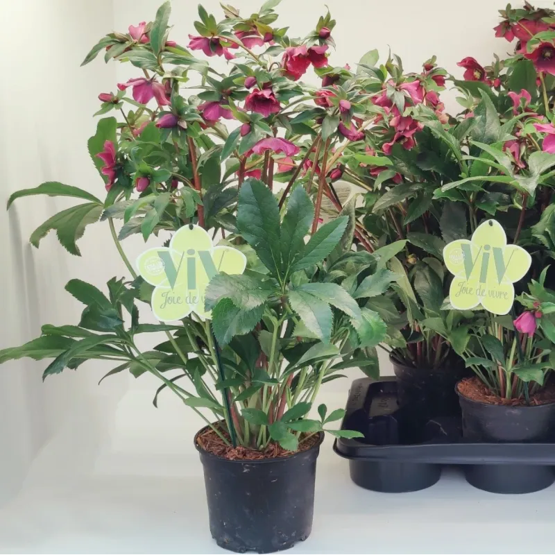Helleborus orientalis THE VIV COLLECTION ELSA