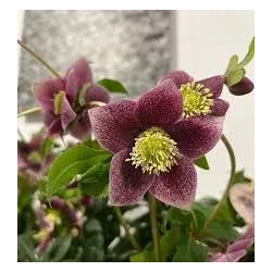 Helleborus orientalis THE VIV COLLECTION ELOISA