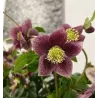 Helleborus orientalis THE VIV COLLECTION ELOISA