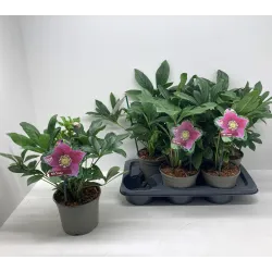 Helleborus orientalis THE VIV COLLECTION ELOISA