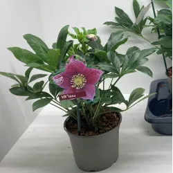 Helleborus orientalis THE VIV COLLECTION ELOISA