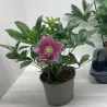 Helleborus orientalis THE VIV COLLECTION ELOISA