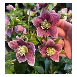 Čėras (eleboras) - Helleborus orientalis THE VIV COLLECTION ELOISA