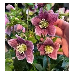 Helleborus orientalis THE VIV COLLECTION ELOISA