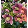 Helleborus orientalis THE VIV COLLECTION ELOISA