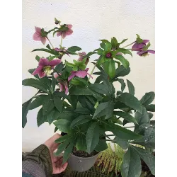 Helleborus orientalis THE VIV COLLECTION ELOISA