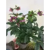 Helleborus orientalis THE VIV COLLECTION ELOISA