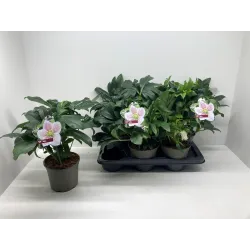 Helleborus orientalis THE VIV COLLECTION ALMA