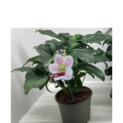 Čėras (eleboras) - Helleborus orientalis THE VIV COLLECTION ALMA