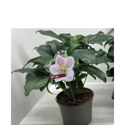 Čėras (eleboras) - Helleborus orientalis THE VIV COLLECTION ALMA