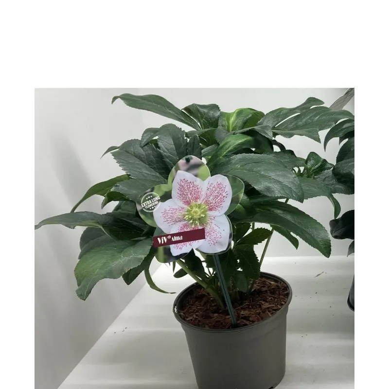 Helleborus orientalis THE VIV COLLECTION ALMA