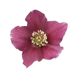 Čėras (eleboras) - Helleborus orientalis THE VIV COLLECTION PATRIZIA