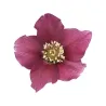 Helleborus orientalis THE VIV COLLECTION PATRIZIA