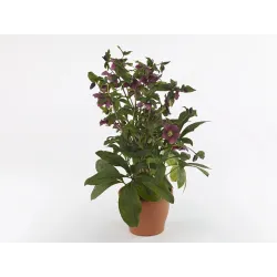 Helleborus orientalis THE VIV COLLECTION PATRIZIA