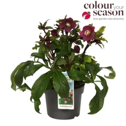 Helleborus orientalis THE VIV COLLECTION PATRIZIA