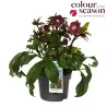 Helleborus orientalis THE VIV COLLECTION PATRIZIA