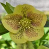 Čėras (eleboras) - Helleborus orientalis THE VIV COLLECTION SERAFINA