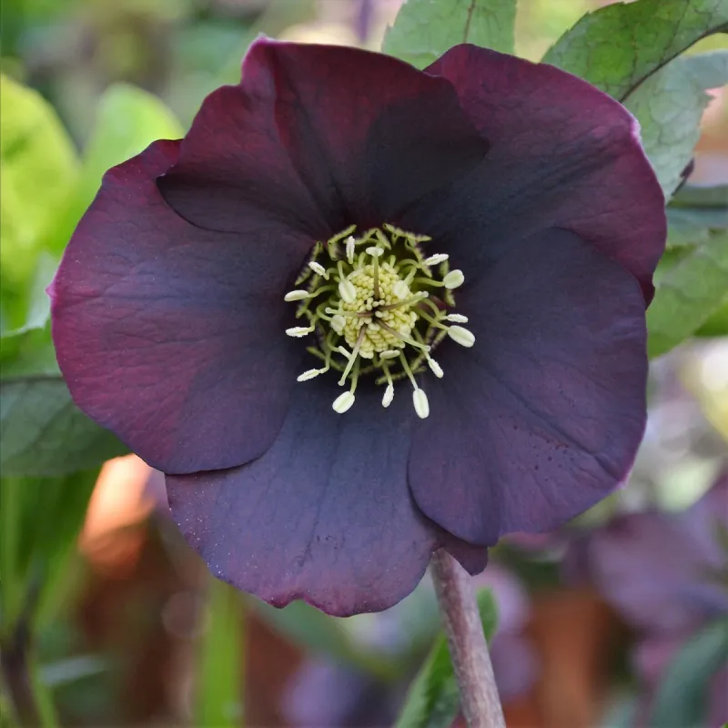 Helleborus orientalis THE VIV COLLECTION HALINA