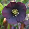 Helleborus orientalis THE VIV COLLECTION HALINA