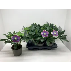 Helleborus orientalis THE VIV COLLECTION HALINA