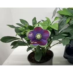 Helleborus orientalis THE VIV COLLECTION HALINA