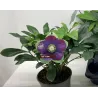 Helleborus orientalis THE VIV COLLECTION HALINA