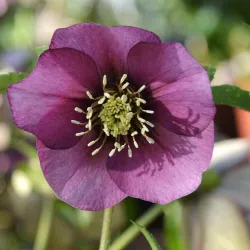 Helleborus orientalis THE VIV COLLECTION LILIANA