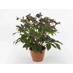 Helleborus orientalis THE VIV COLLECTION LILIANA