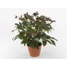 Helleborus orientalis THE VIV COLLECTION LILIANA