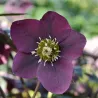 Helleborus orientalis THE VIV COLLECTION MILANA