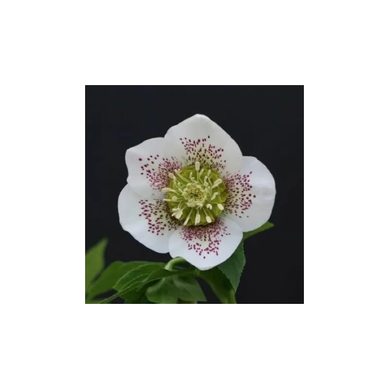 Helleborus orientalis THE VIV COLLECTION VANESSA