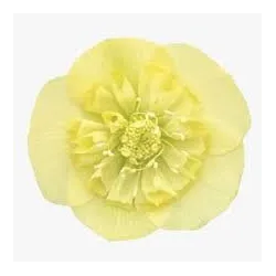 Čėras (eleboras) - Helleborus orientalis VIV Anemone LUKREZIA