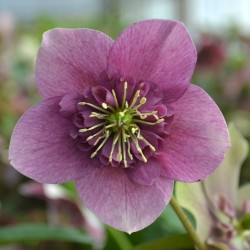 Helleborus orientalis THE VIV COLLECTION VANESSA