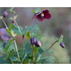 Čėras (eleboras) - Helleborus orientalis THE VIV COLLECTION VANESSA
