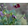 Helleborus orientalis THE VIV COLLECTION VANESSA