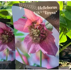 Čėras (eleboras) - Helleborus orientalis THE VIV COLLECTION VANESSA